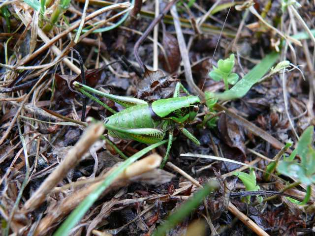 Eupholidoptera schmidti ?